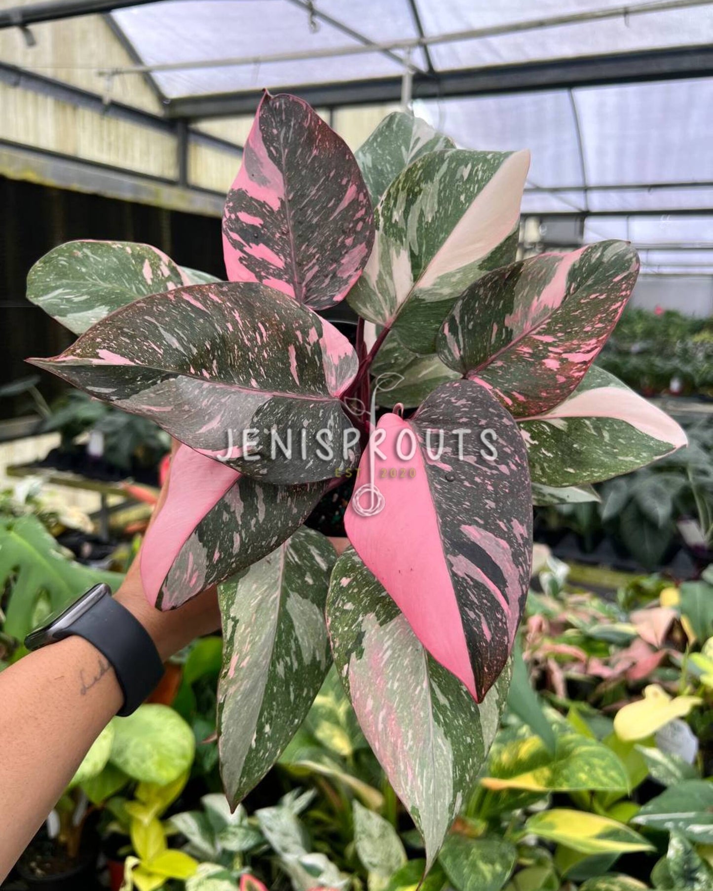 6” Philodendron Pink Princess Galaxy