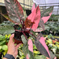 6” Philodendron Pink Princess Galaxy