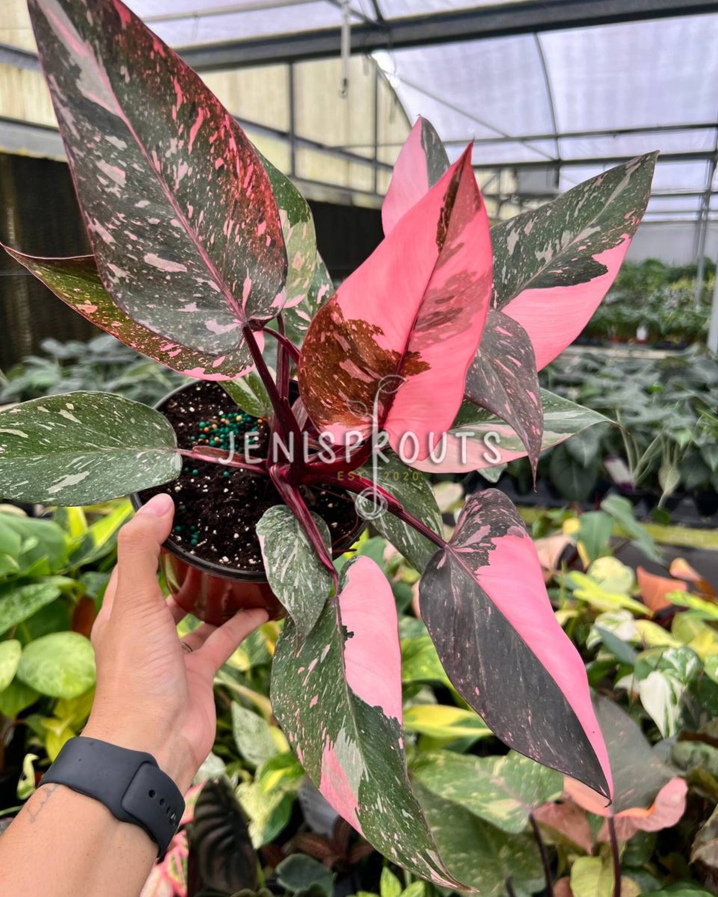 6” Philodendron Pink Princess Galaxy