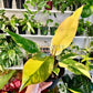 6” Philodendron Red Congo Variegated