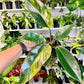 6” Philodendron Red Congo Variegated