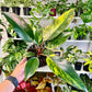 6” Philodendron Red Congo Variegated