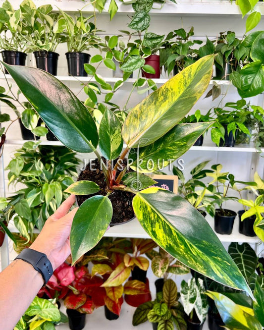 6” Philodendron Red Congo Variegated