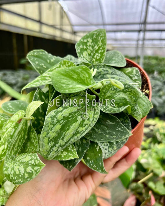 6” Scindapsus Tricolor Borneo