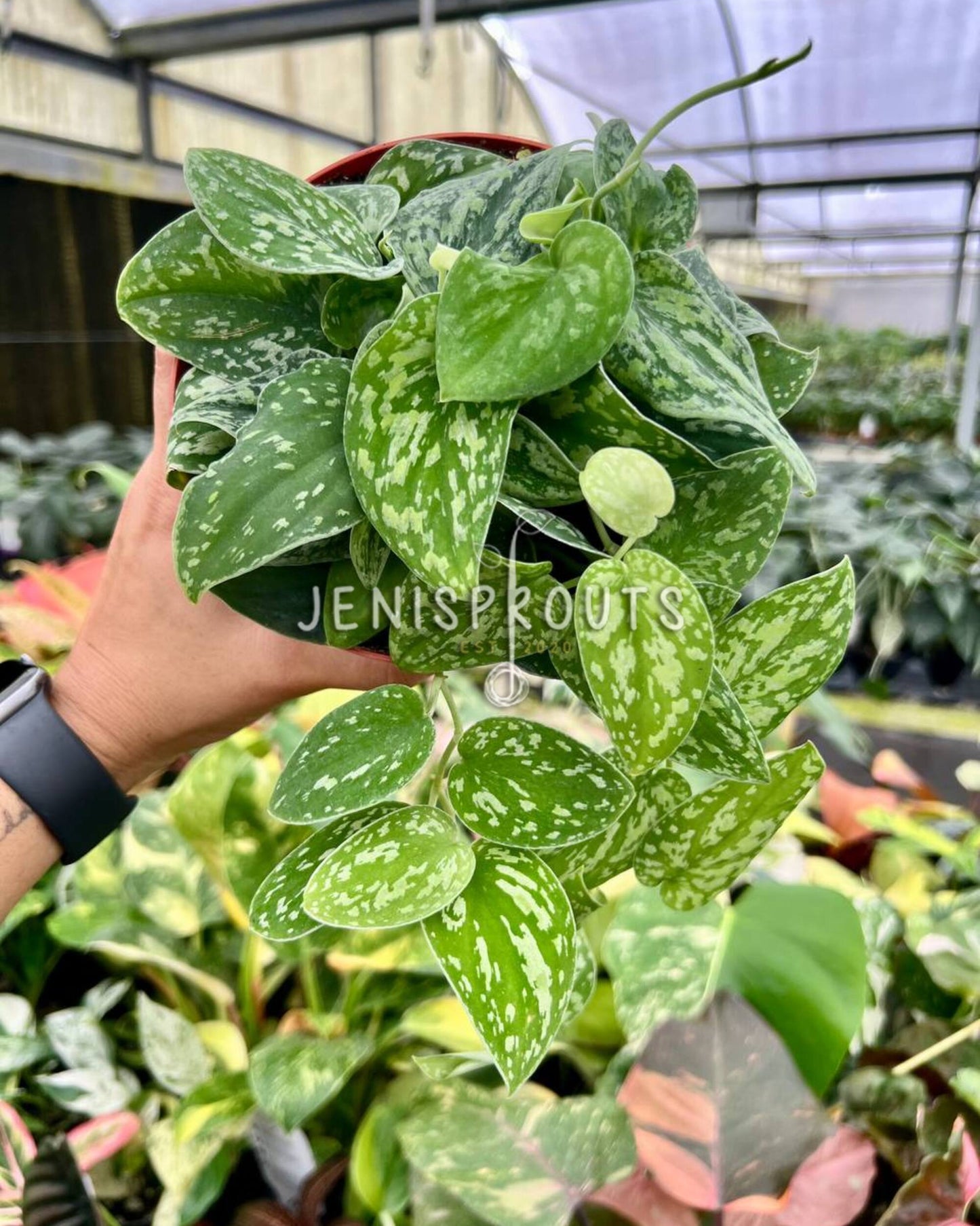 6” Scindapsus Tricolor Borneo