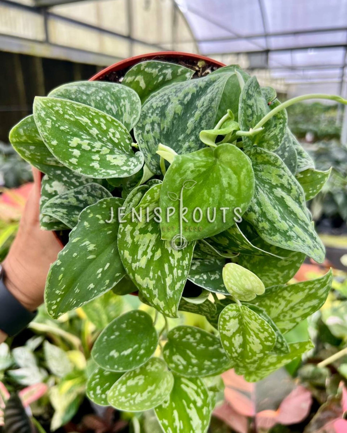 6” Scindapsus Tricolor Borneo