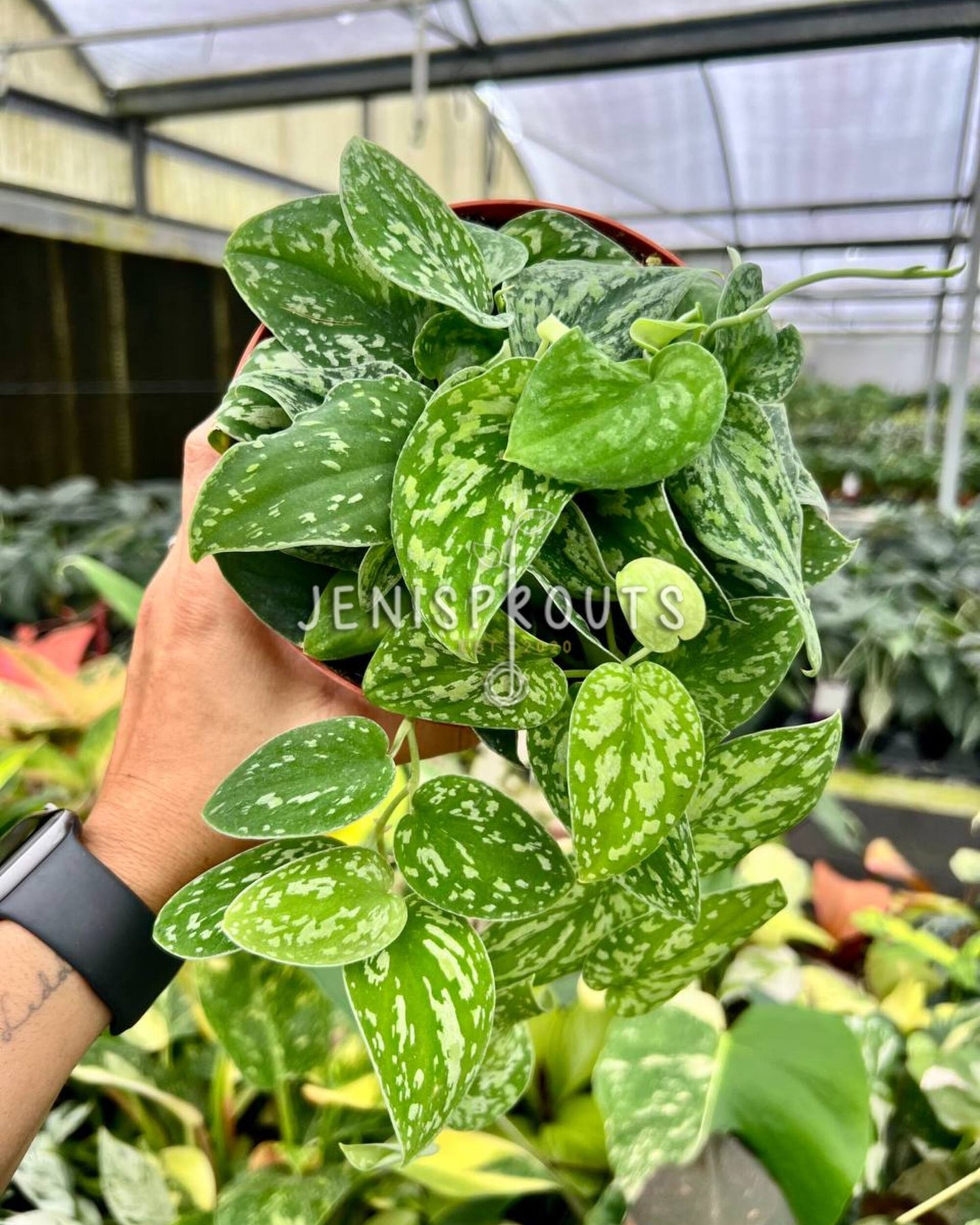 6” Scindapsus Tricolor Borneo