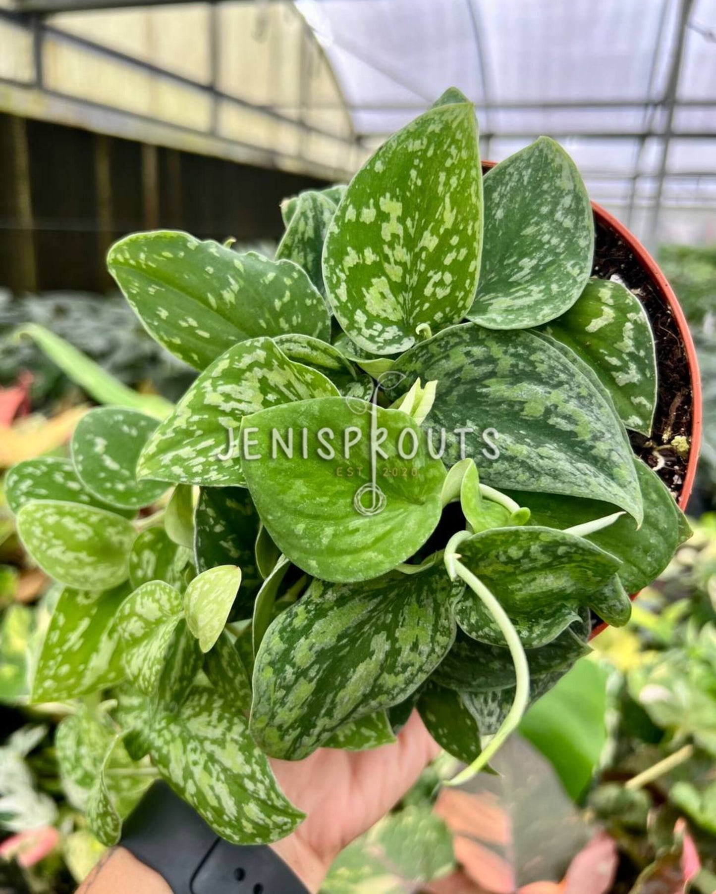 6” Scindapsus Tricolor Borneo