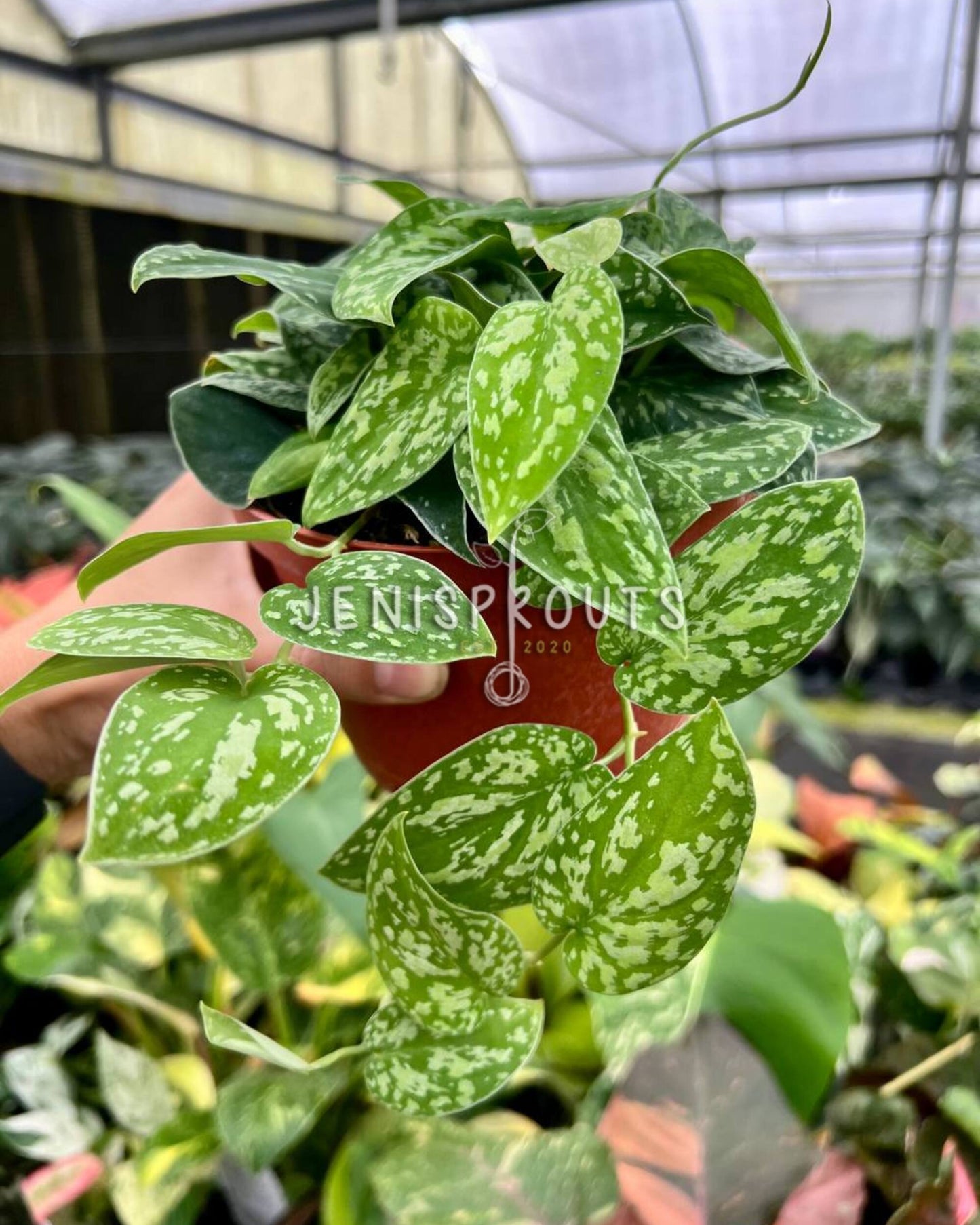 6” Scindapsus Tricolor Borneo