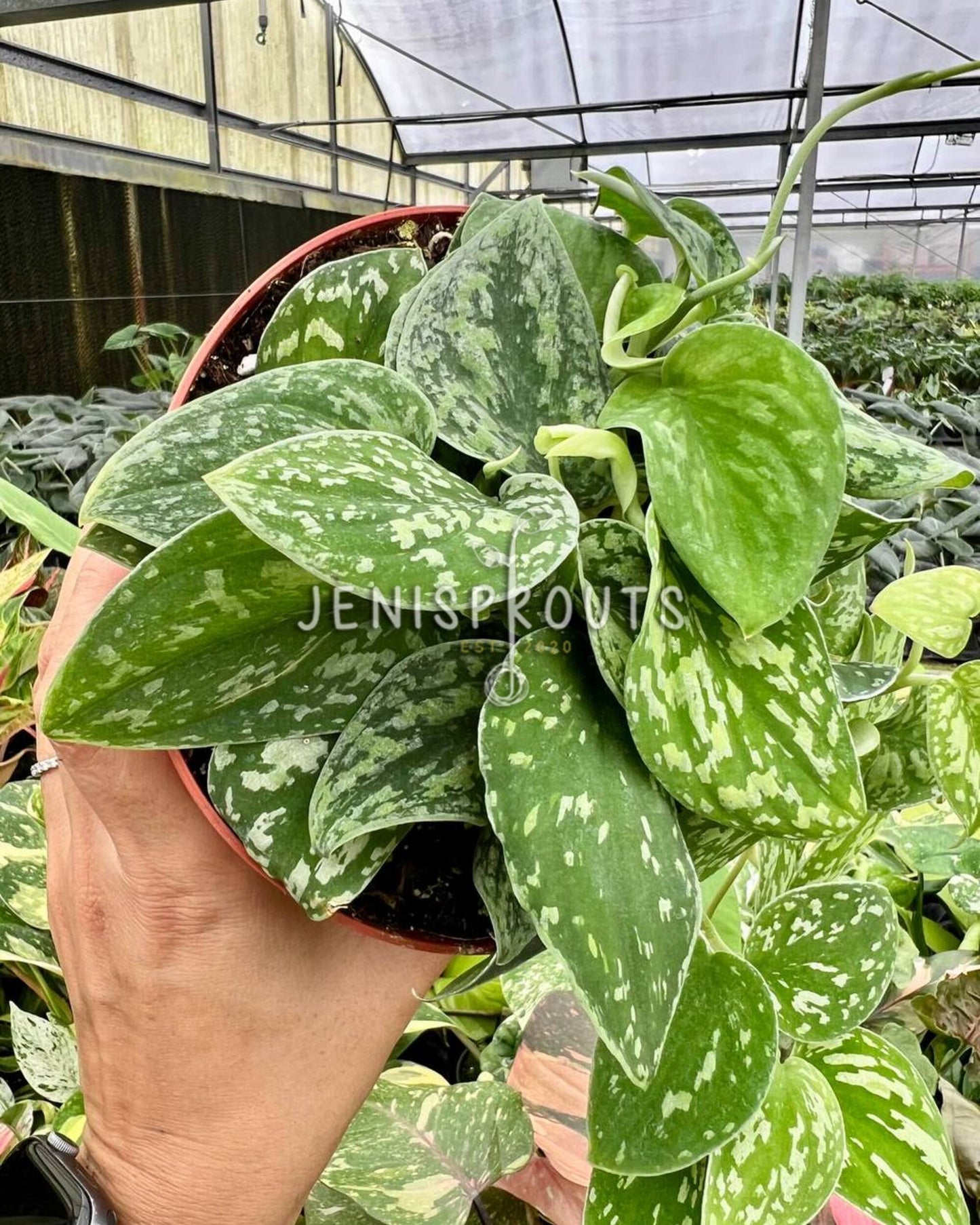 6” Scindapsus Tricolor Borneo