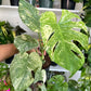 6” Monstera White Monster