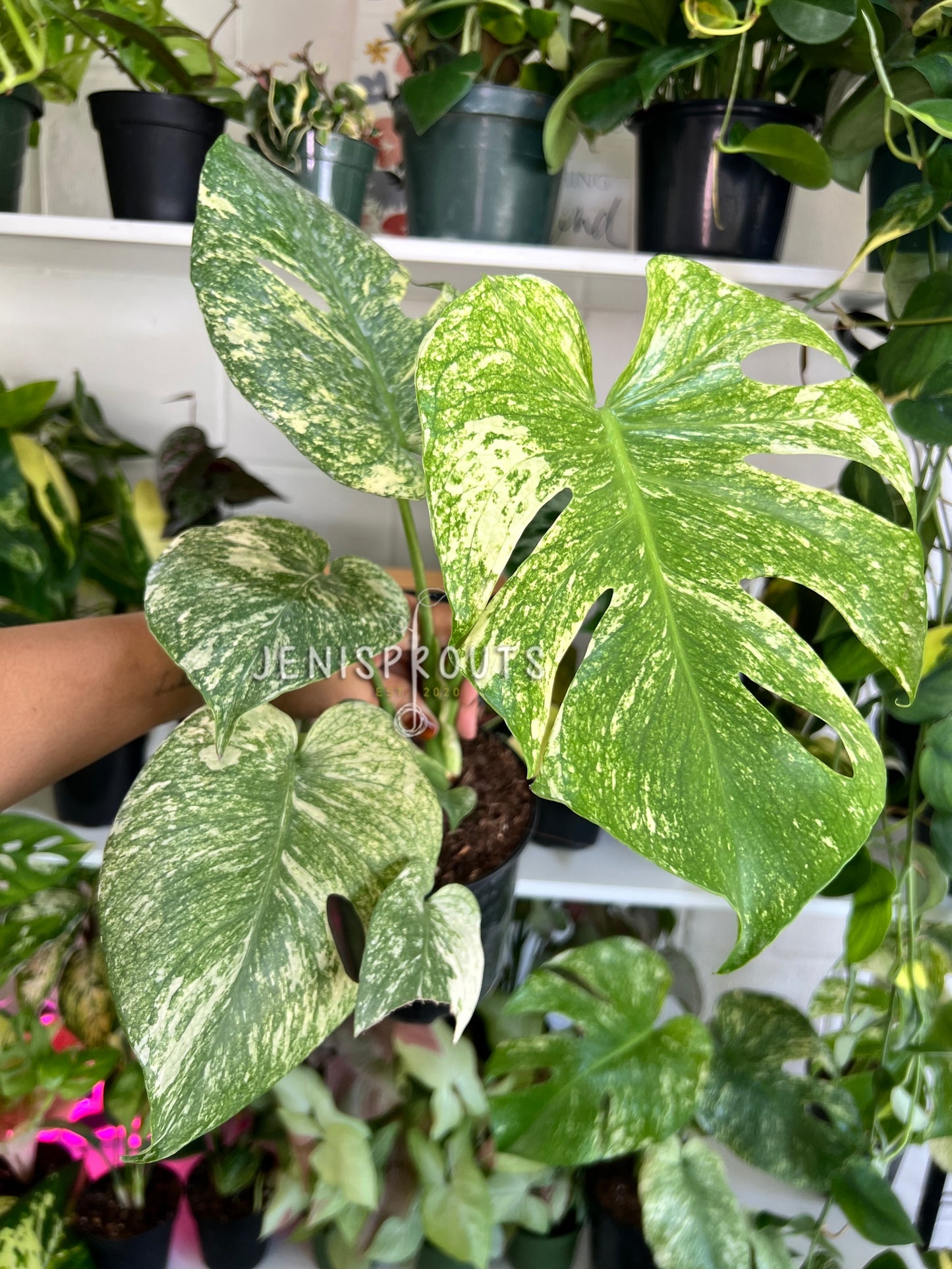 6” Monstera White Monster