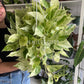 8” Pothos Snow Queen Hanging Basket