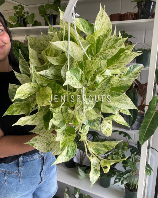 8” Pothos Snow Queen Hanging Basket
