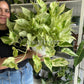 8” Pothos Snow Queen Hanging Basket