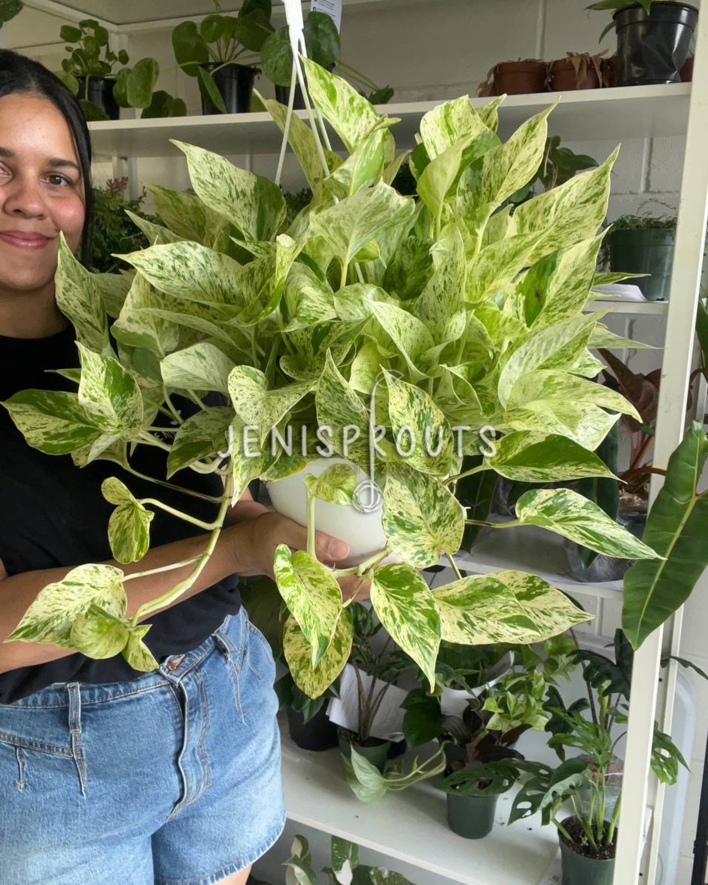 8” Pothos Snow Queen Hanging Basket