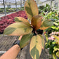 4" Philodendron Black Cardinal Variegated