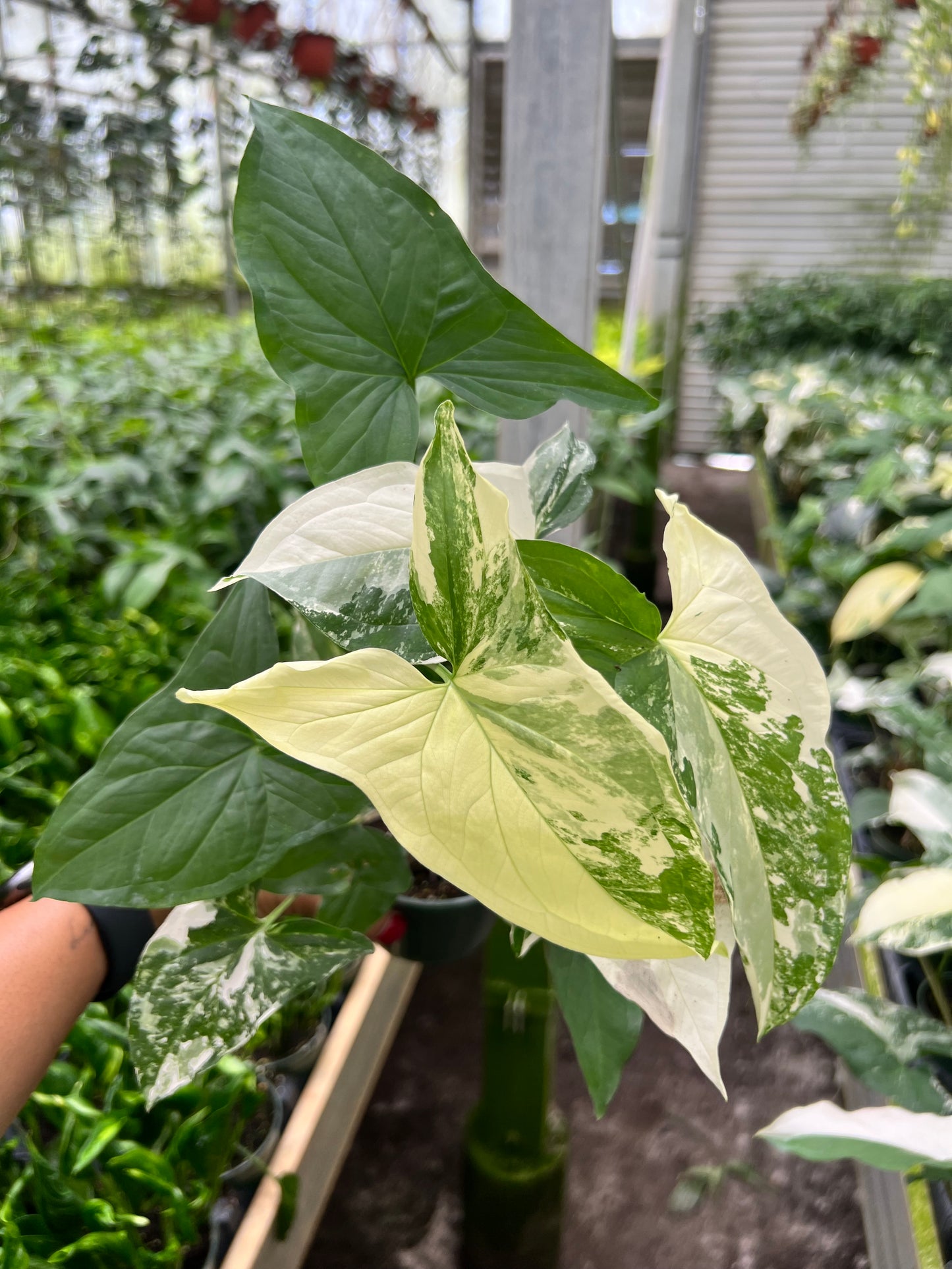 4" Syngonium Albo Variegated