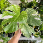 6” Monstera White Monster