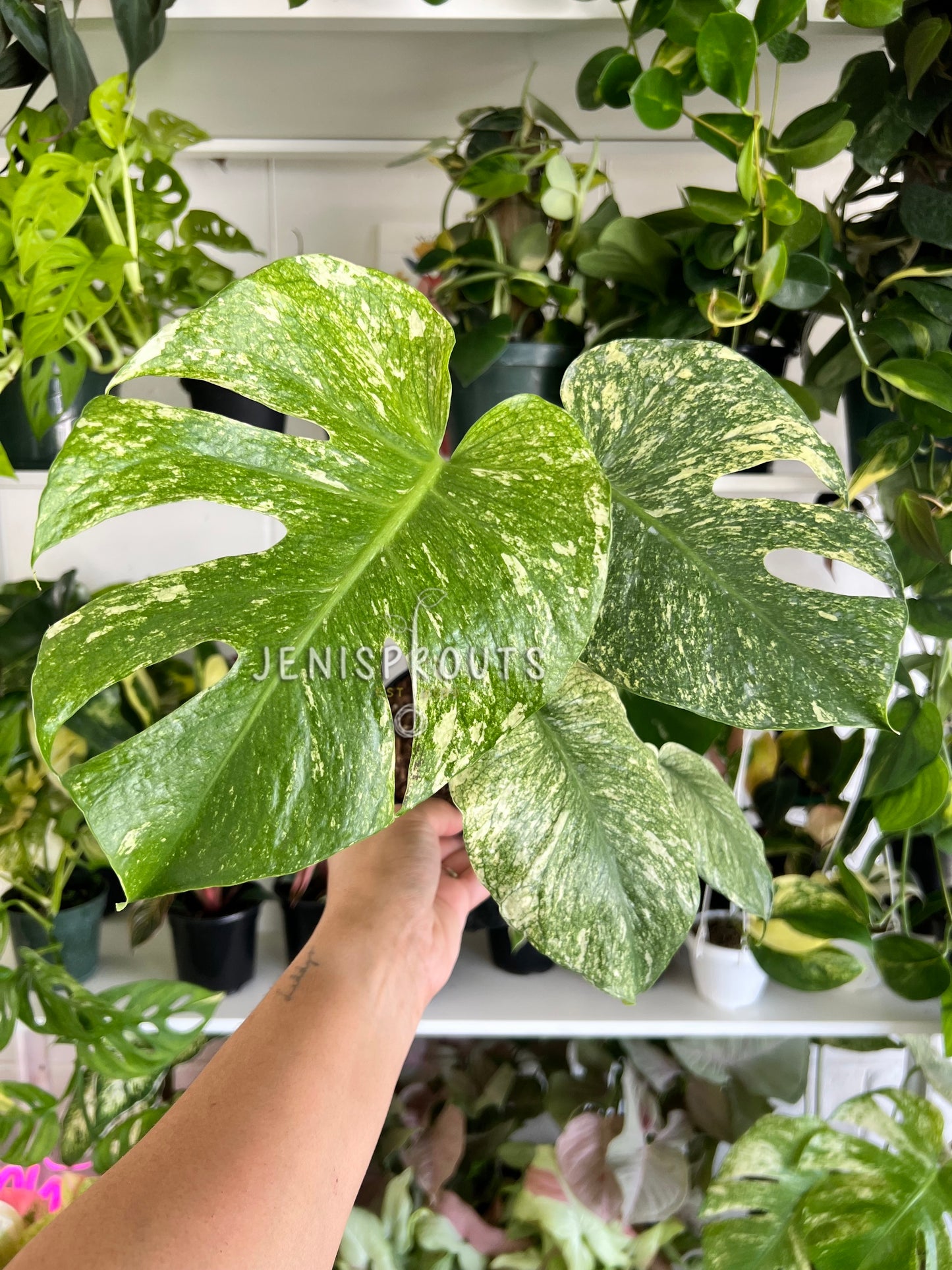 6” Monstera White Monster