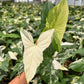 4" Syngonium Albo Variegated