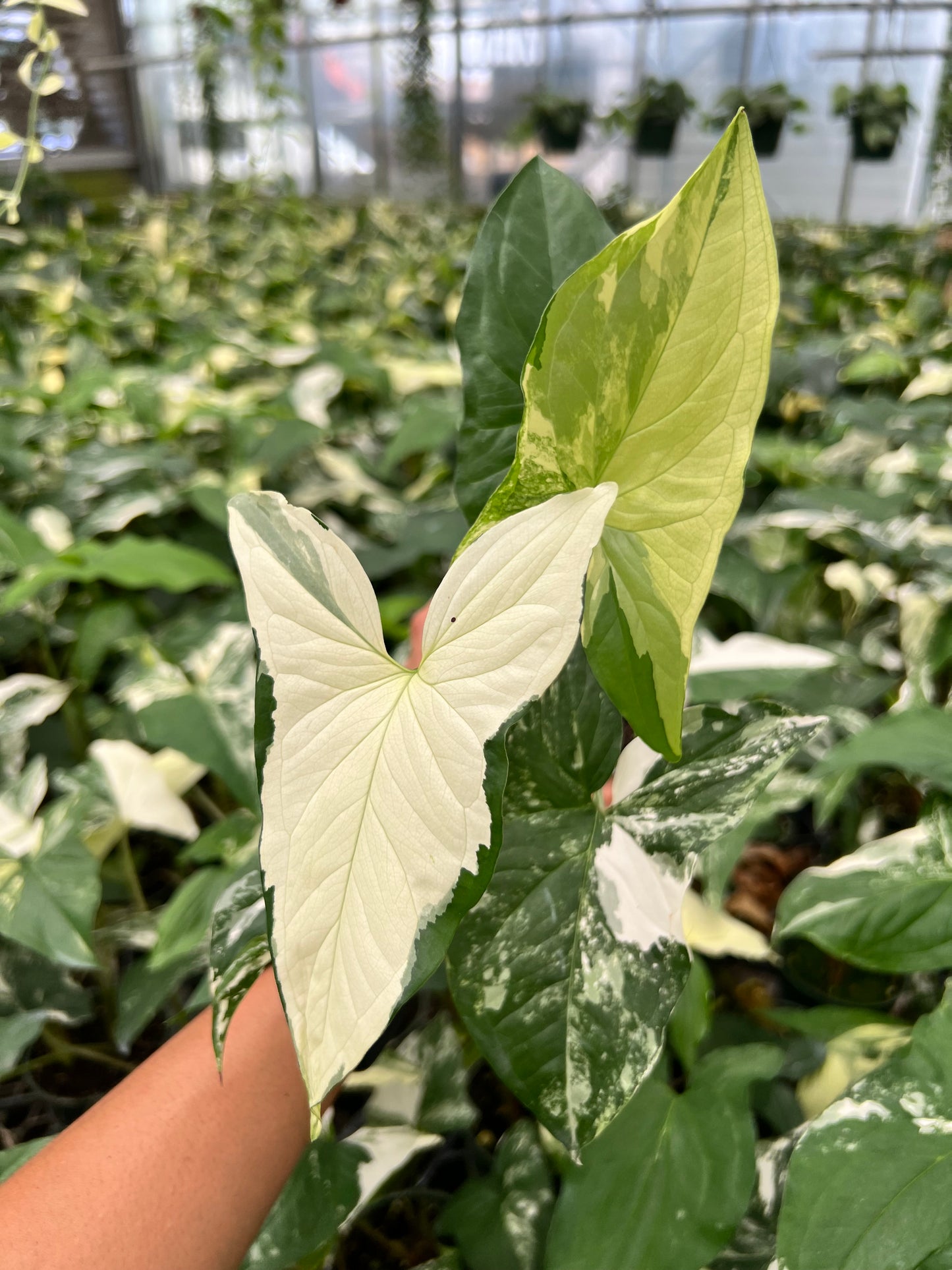 4" Syngonium Albo Variegated