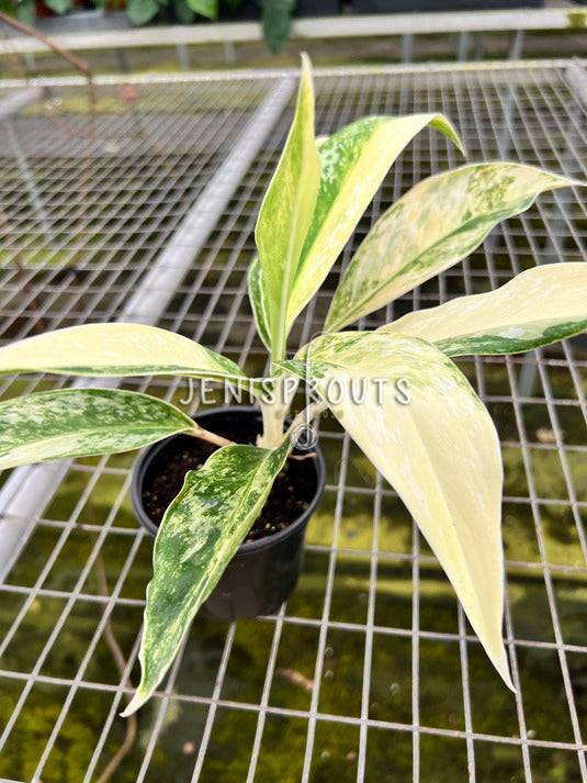 4" Aglaonema Hybrid Variegated