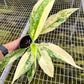 4" Aglaonema Hybrid Variegated