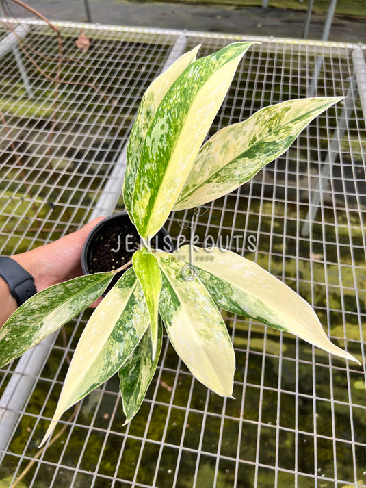 4" Aglaonema Hybrid Variegated