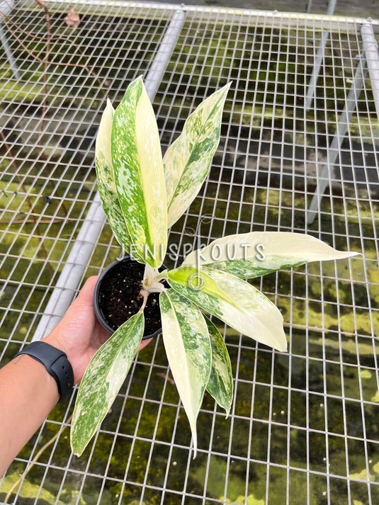 4" Aglaonema Hybrid Variegated