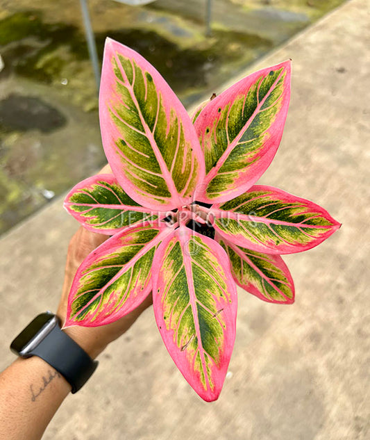 4” Aglaonema Lotus Delight