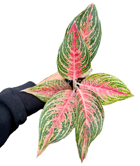 Aglaonema Mahanakom