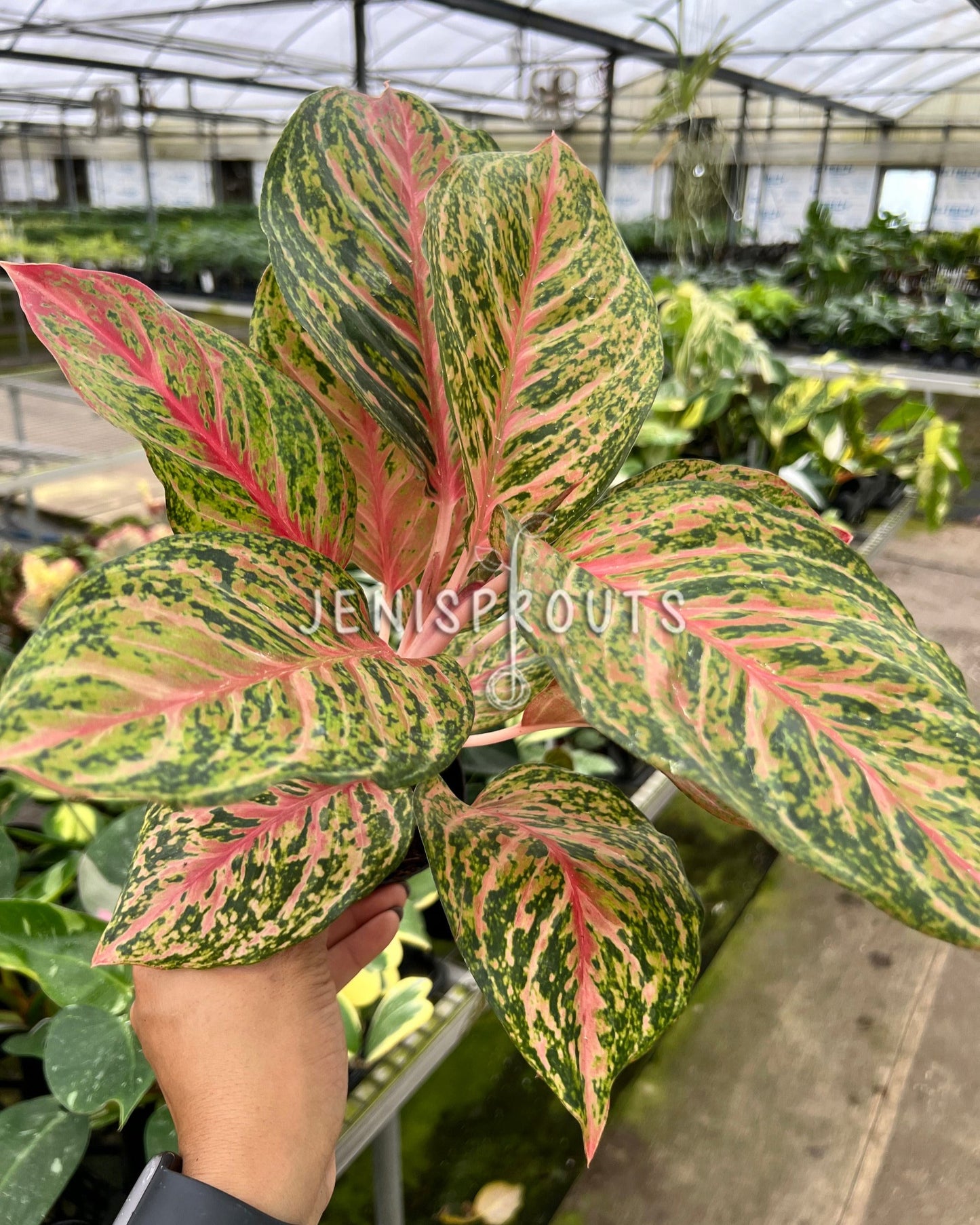 4" Aglaonema Miss Thailand