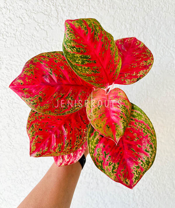 Aglaonema Orange Sombat