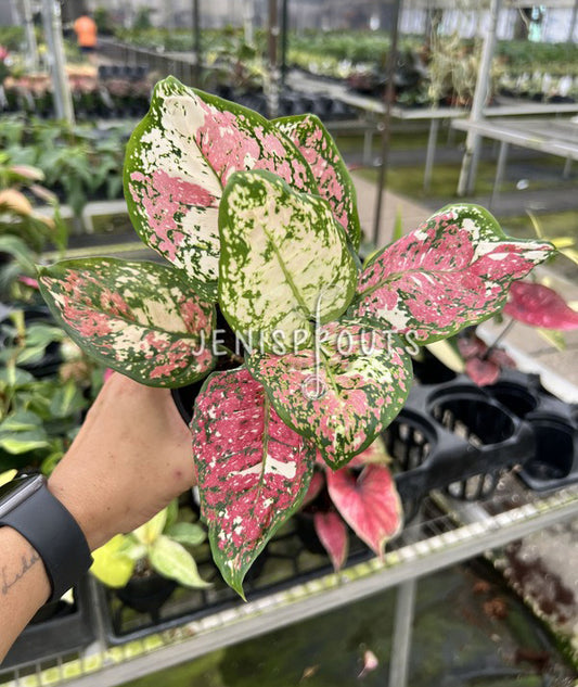 4" Aglaonema Pink Tricolor