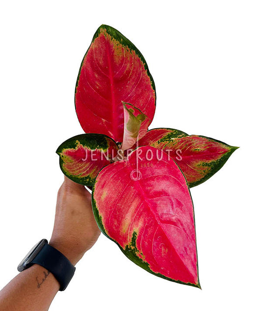 Indoor Plants to Grow Your Collection – Jenisprouts