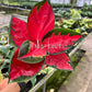 4" Aglaonema Suksom Jaipong