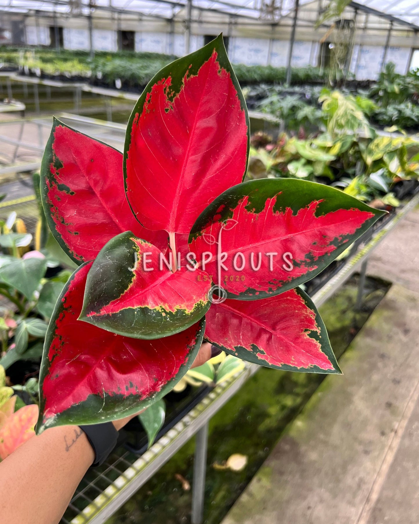 4" Aglaonema Suksom Jaipong