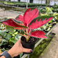 4" Aglaonema Suksom Jaipong