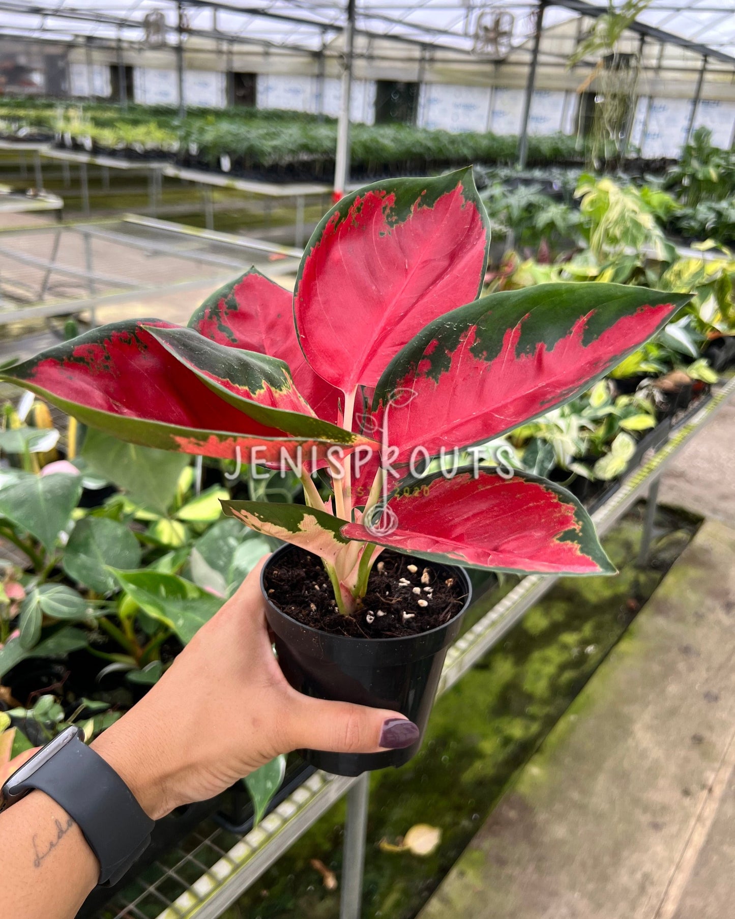 4" Aglaonema Suksom Jaipong