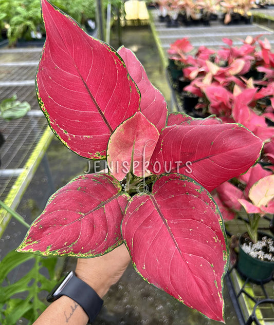 4" Aglaonema Super Red