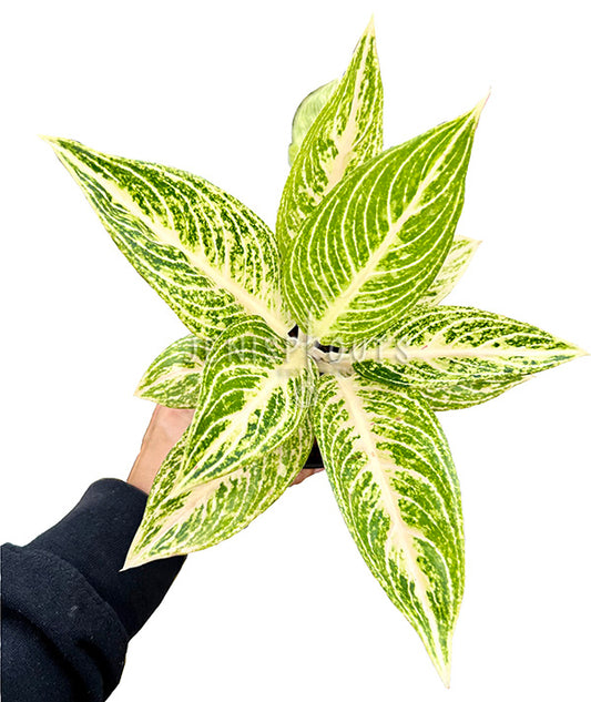 Aglaonema White Legacy