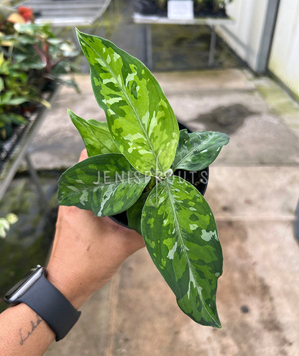 4" Aglaonema Pictum Tricolor