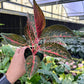 4" Aglaonema Red Legacy