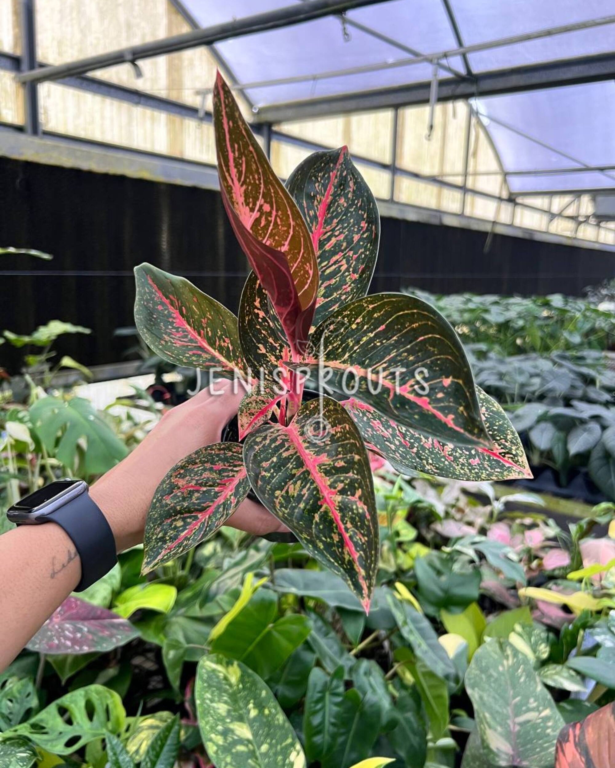 4” Aglaonema Red Legacy at Jenisprouts