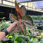 4" Aglaonema Red Legacy