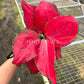 4" Aglaonema Super Red