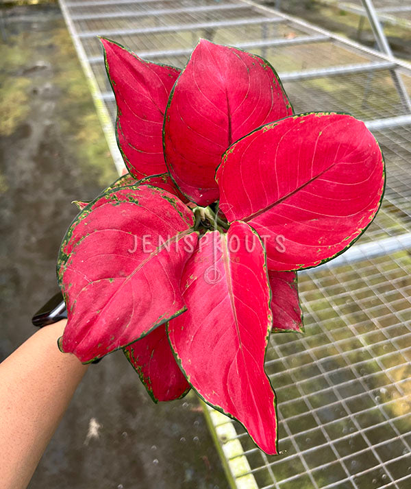 4" Aglaonema Super Red