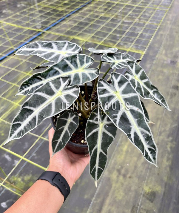 6" Alocasia Bambino