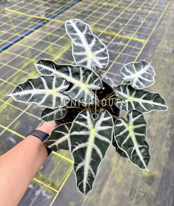 6" Alocasia Bambino